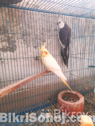 Cocatail birds